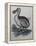 Dodo-null-Framed Premier Image Canvas