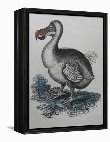 Dodo-null-Framed Premier Image Canvas