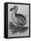 Dodo-null-Framed Premier Image Canvas