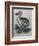 Dodo-null-Framed Giclee Print