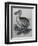 Dodo-null-Framed Giclee Print