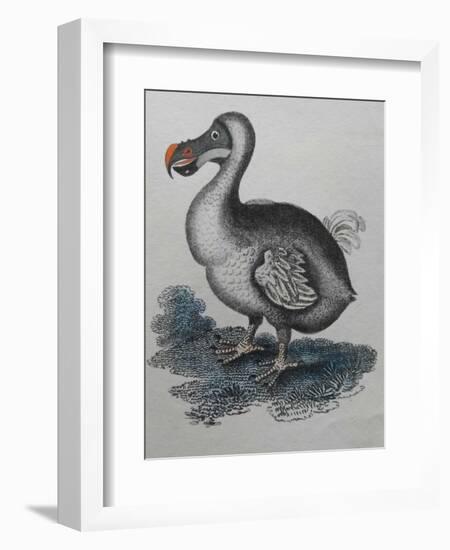 Dodo-null-Framed Giclee Print