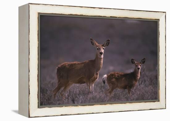Doe and Fawn in Field-DLILLC-Framed Premier Image Canvas