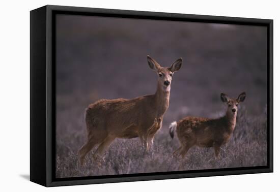 Doe and Fawn in Field-DLILLC-Framed Premier Image Canvas