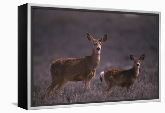 Doe and Fawn in Field-DLILLC-Framed Premier Image Canvas