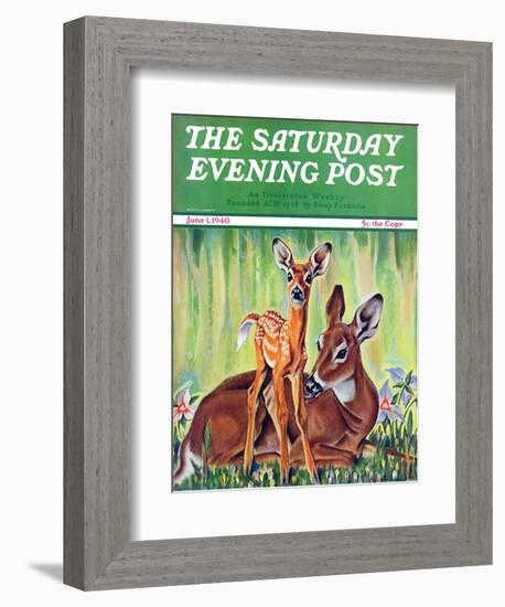 "Doe and Fawn in Forest," Saturday Evening Post Cover, June 1, 1940-Paul Bransom-Framed Giclee Print