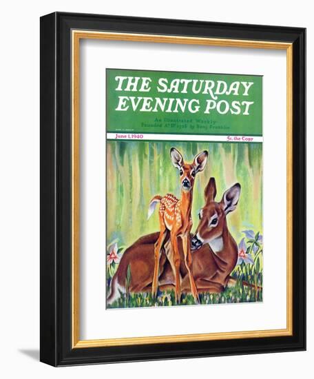 "Doe and Fawn in Forest," Saturday Evening Post Cover, June 1, 1940-Paul Bransom-Framed Giclee Print