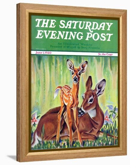 "Doe and Fawn in Forest," Saturday Evening Post Cover, June 1, 1940-Paul Bransom-Framed Premier Image Canvas