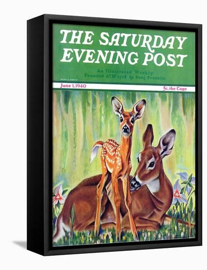 "Doe and Fawn in Forest," Saturday Evening Post Cover, June 1, 1940-Paul Bransom-Framed Premier Image Canvas