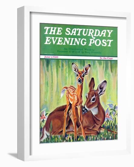 "Doe and Fawn in Forest," Saturday Evening Post Cover, June 1, 1940-Paul Bransom-Framed Giclee Print