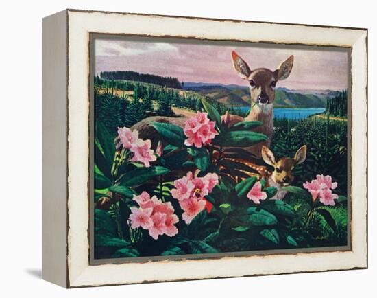 Doe and Fawn-Stan Galli-Framed Premier Image Canvas