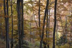 Rural Landscape with Morning Mist Near Zarnesti, Transylvania, Carpathian Mountains, Romania-Dörr-Photographic Print