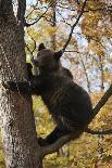 European Brown Bear (Ursus Arctos) in Tree, Captive, Private Bear Park, Near Brasov, Romania-Dörr-Premier Image Canvas