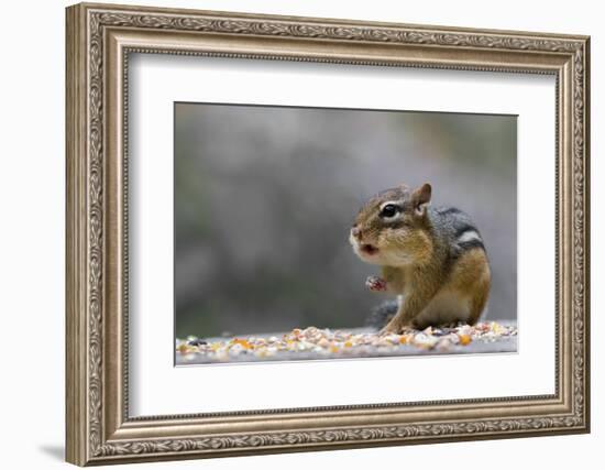 Does Anyone Have a Tissue?-Darlene Hewson-Framed Photographic Print