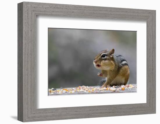 Does Anyone Have a Tissue?-Darlene Hewson-Framed Photographic Print