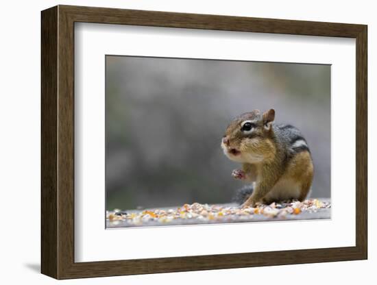 Does Anyone Have a Tissue?-Darlene Hewson-Framed Photographic Print