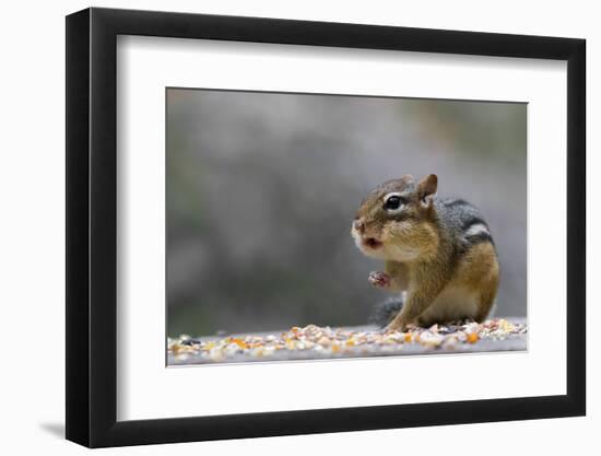 Does Anyone Have a Tissue?-Darlene Hewson-Framed Photographic Print