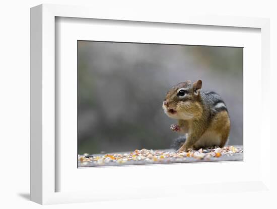 Does Anyone Have a Tissue?-Darlene Hewson-Framed Photographic Print