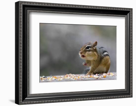 Does Anyone Have a Tissue?-Darlene Hewson-Framed Photographic Print