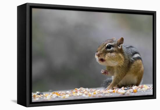 Does Anyone Have a Tissue?-Darlene Hewson-Framed Premier Image Canvas