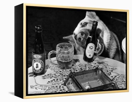 Dog Acts as a Waiter 1965-Staff-Framed Premier Image Canvas