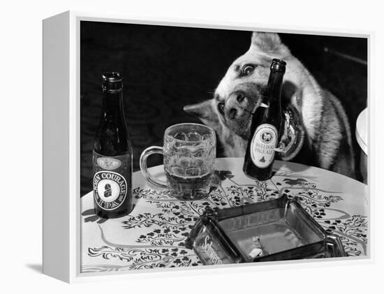 Dog Acts as a Waiter 1965-Staff-Framed Premier Image Canvas