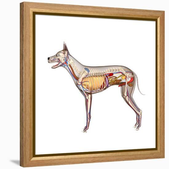 Dog Anatomy, Artwork-Friedrich Saurer-Framed Premier Image Canvas