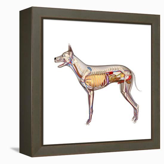 Dog Anatomy, Artwork-Friedrich Saurer-Framed Premier Image Canvas