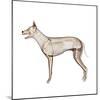Dog Anatomy, Artwork-Friedrich Saurer-Mounted Premium Photographic Print