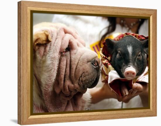 Dog and a Pig are Displayed During a Promotional Event at a Hong Kong Shopping Mall-null-Framed Premier Image Canvas