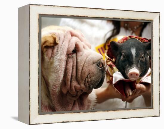 Dog and a Pig are Displayed During a Promotional Event at a Hong Kong Shopping Mall-null-Framed Premier Image Canvas