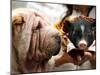 Dog and a Pig are Displayed During a Promotional Event at a Hong Kong Shopping Mall-null-Mounted Photographic Print