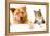 Dog and Cat above White Banner-websubstance-Framed Premier Image Canvas