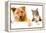 Dog and Cat above White Banner-websubstance-Framed Premier Image Canvas