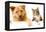 Dog and Cat above White Banner-websubstance-Framed Premier Image Canvas