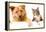 Dog and Cat above White Banner-websubstance-Framed Premier Image Canvas