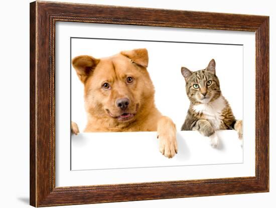 Dog and Cat above White Banner-websubstance-Framed Photographic Print