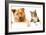 Dog and Cat above White Banner-websubstance-Framed Photographic Print