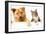 Dog and Cat above White Banner-websubstance-Framed Photographic Print