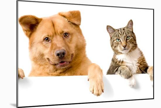 Dog and Cat above White Banner-websubstance-Mounted Photographic Print