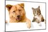 Dog and Cat above White Banner-websubstance-Mounted Photographic Print