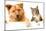 Dog and Cat above White Banner-websubstance-Mounted Photographic Print