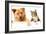 Dog and Cat above White Banner-websubstance-Framed Photographic Print