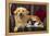 Dog and Cat Sitting in a Chair-DLILLC-Framed Premier Image Canvas