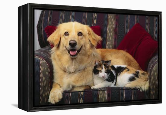 Dog and Cat Sitting in a Chair-DLILLC-Framed Premier Image Canvas