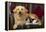 Dog and Cat Sitting in a Chair-DLILLC-Framed Premier Image Canvas