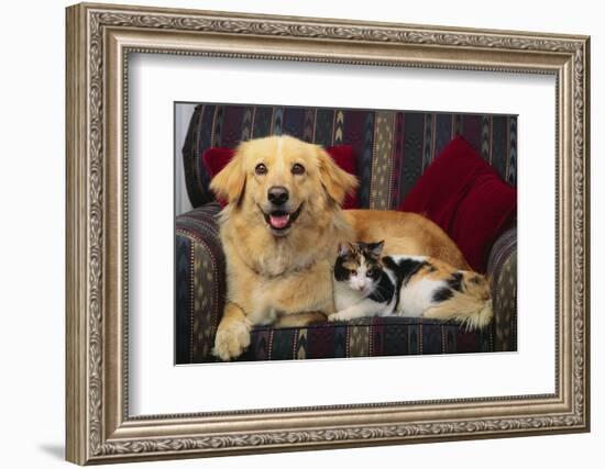 Dog and Cat Sitting in a Chair-DLILLC-Framed Photographic Print
