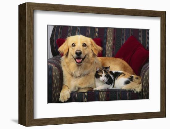 Dog and Cat Sitting in a Chair-DLILLC-Framed Photographic Print