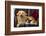 Dog and Cat Sitting in a Chair-DLILLC-Framed Photographic Print