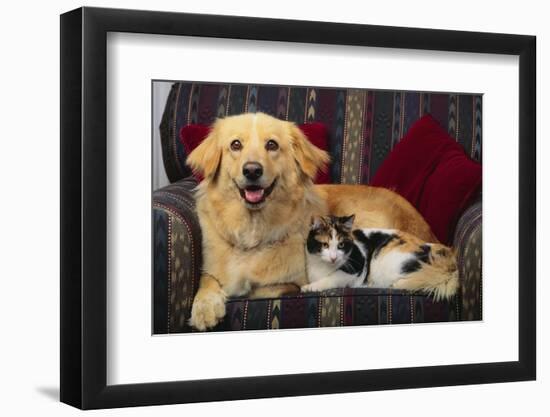 Dog and Cat Sitting in a Chair-DLILLC-Framed Photographic Print